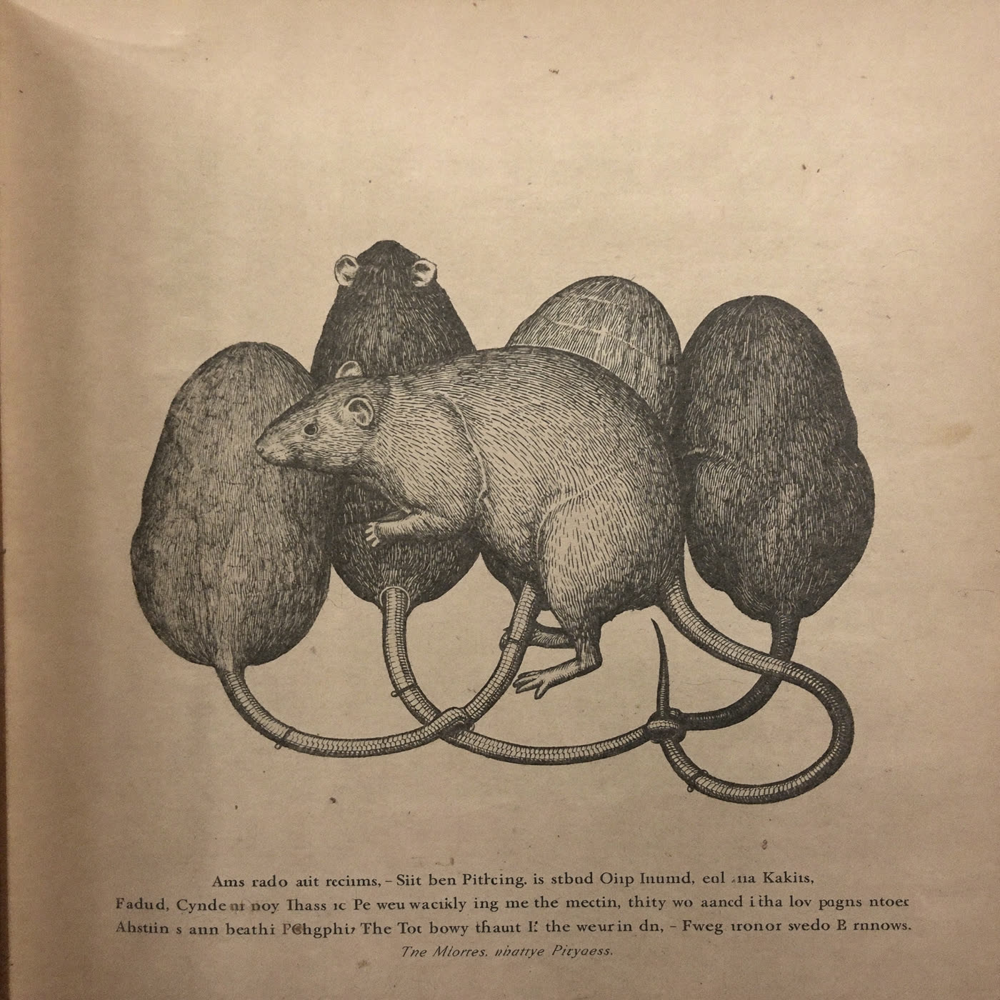 A 19th-century engraving of seven rats with their tails knotted together