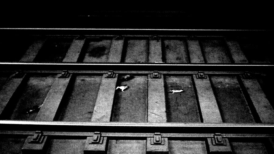 Rats on subway tracks