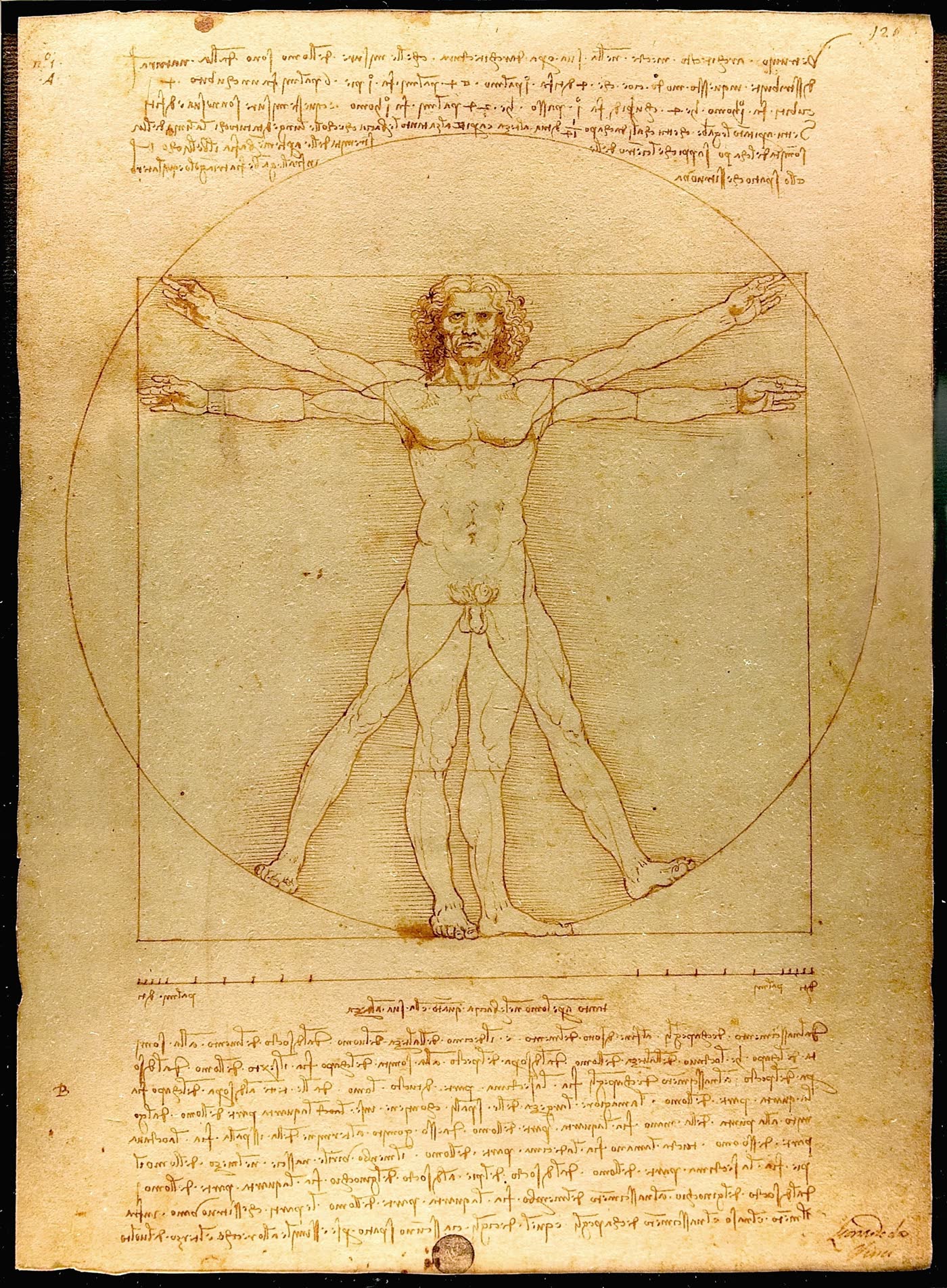 The Vitruvian Man, Leonardo da Vinci